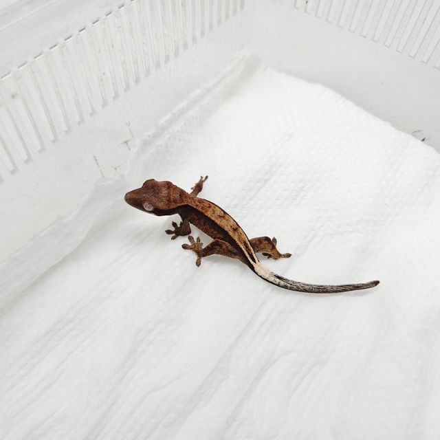 세이블
