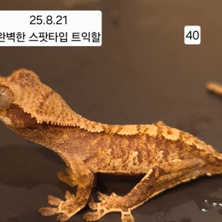 노멀 익스트림할리퀸 트라이