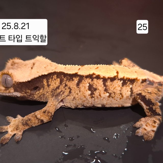 트라이 익스트림할리퀸