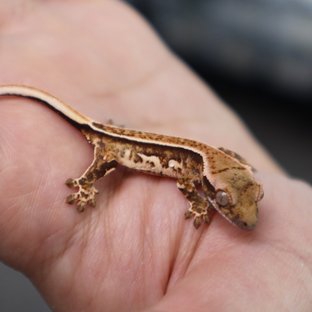 쿼드 핀스트라이프 트라이 화이트핀 화이트스팟 노멀