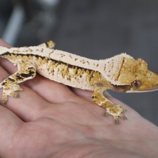 트라이 익스트림할리퀸 화이트스팟 화이트포트홀 노멀