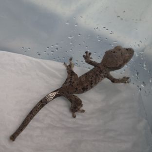 블랙홀버프