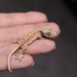 쿼드 핀스트라이프 트라이 노멀