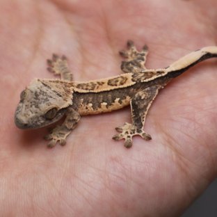 트라이 익스트림할리퀸 핀스트라이프 화이트스팟 화이트포트홀 노멀