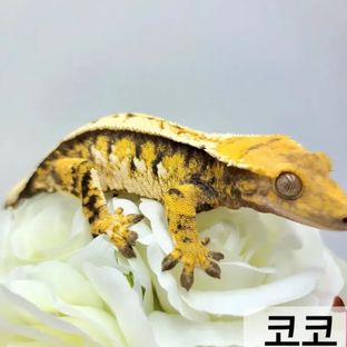 코코