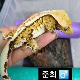 준희