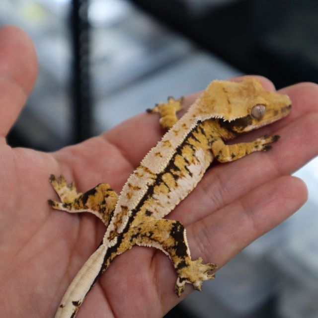 Tri Extreme Harlequin White Spot White Porthole