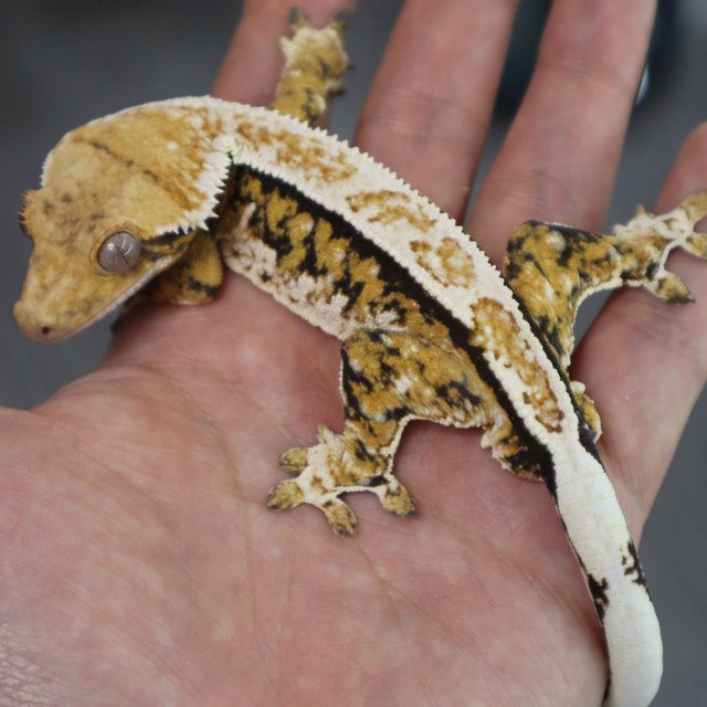 Normal White Pin Extreme Harlequin Tangerine Tri White Spot