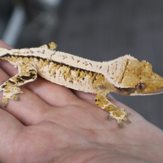 Tri Extreme Harlequin White Porthole White Spot Normal