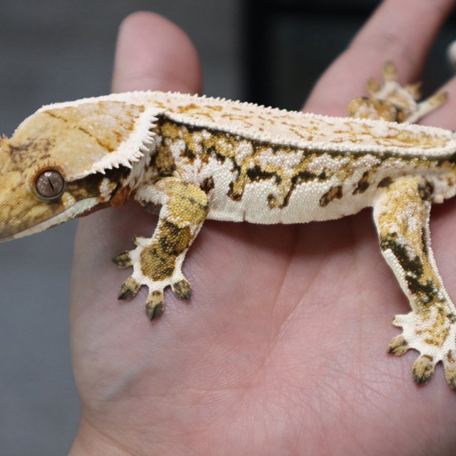 Quad Pinstripe White Pin White Spot Normal