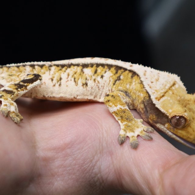 Tri Extreme Harlequin White Porthole White Spot Normal