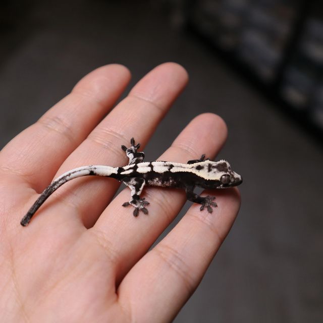 세이블 아잔틱 블랙