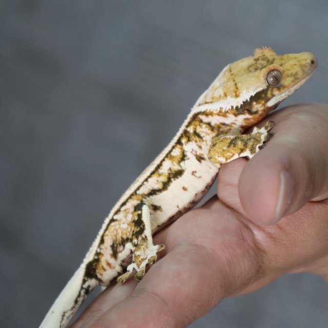 Quad Pinstripe White Pin White Spot Normal