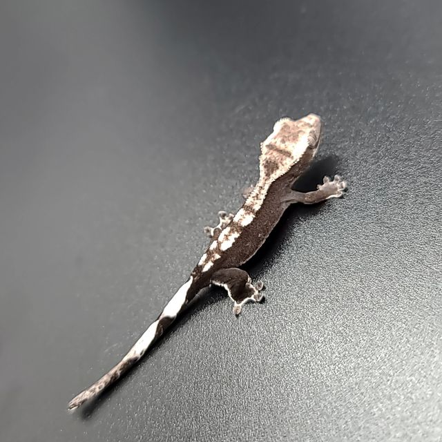 아잔틱 다크 블랙