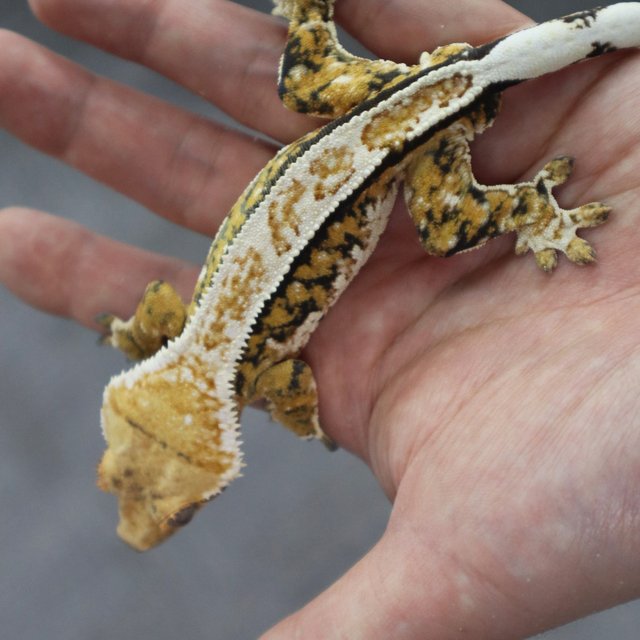 Normal White Pin Extreme Harlequin Tangerine Tri White Spot