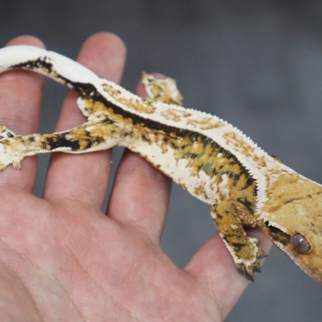 Normal White Pin Extreme Harlequin Tangerine Tri White Spot