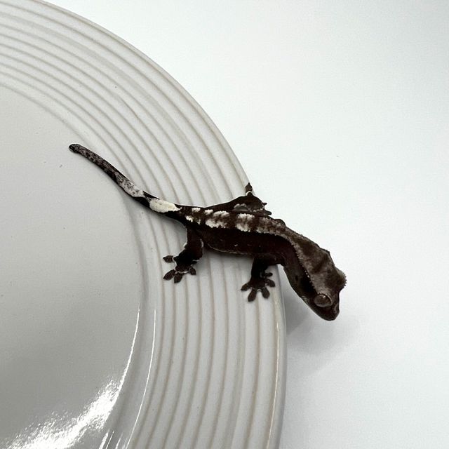 아잔틱 다크 블랙