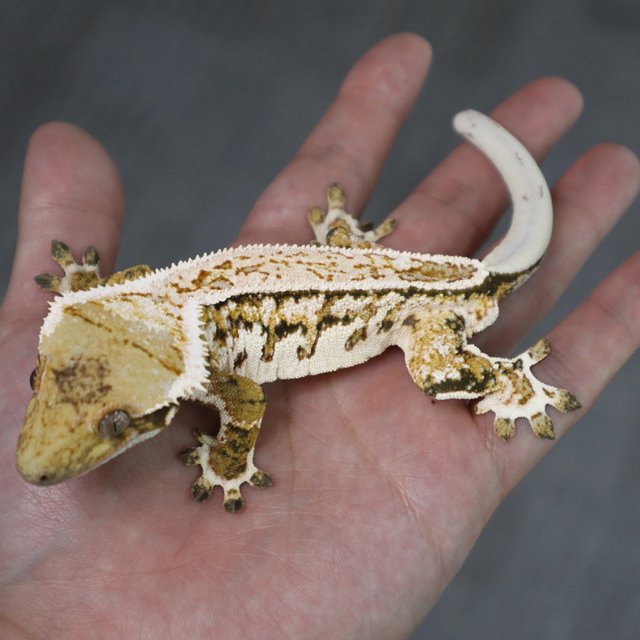 Quad Pinstripe White Pin White Spot Normal