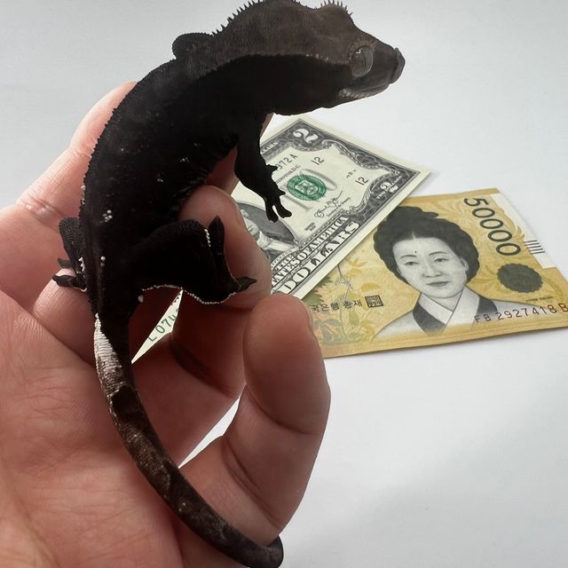 다크 챠콜 아잔틱