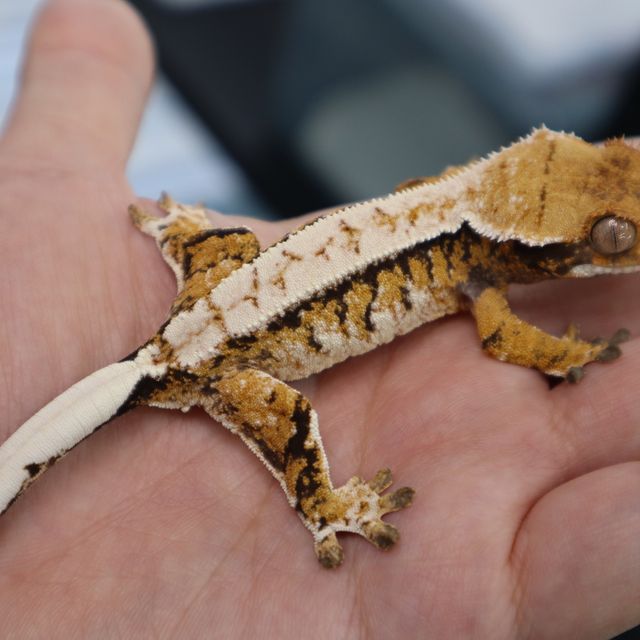 Tri White Pin Normal White Spot Extreme Harlequin