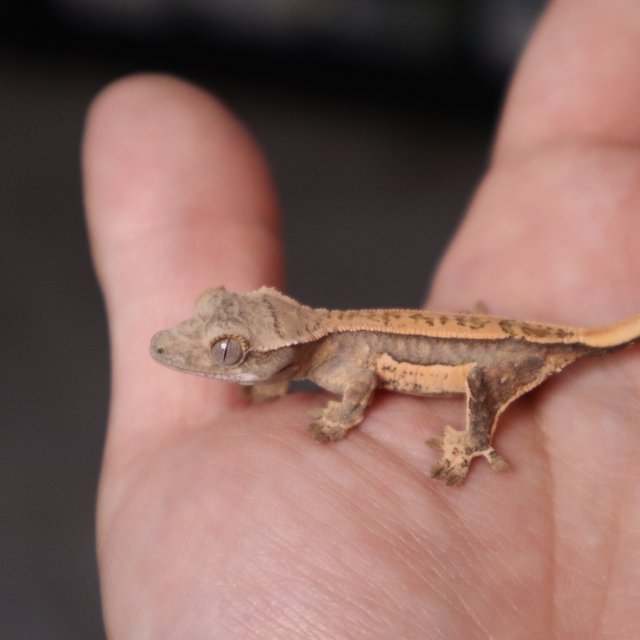 쿼드 핀스트라이프 트라이 노멀