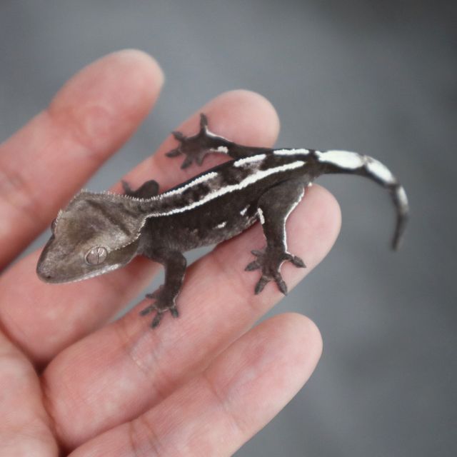 아잔틱