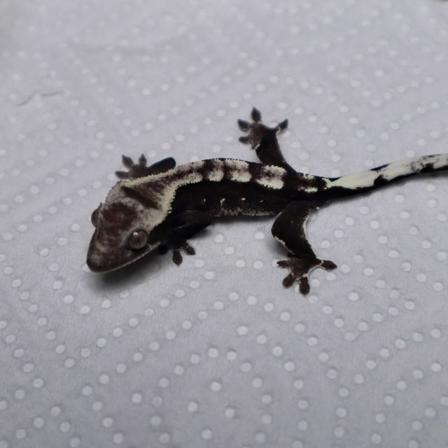 아잔틱