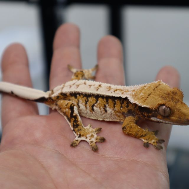 Tri White Pin Normal White Spot Extreme Harlequin