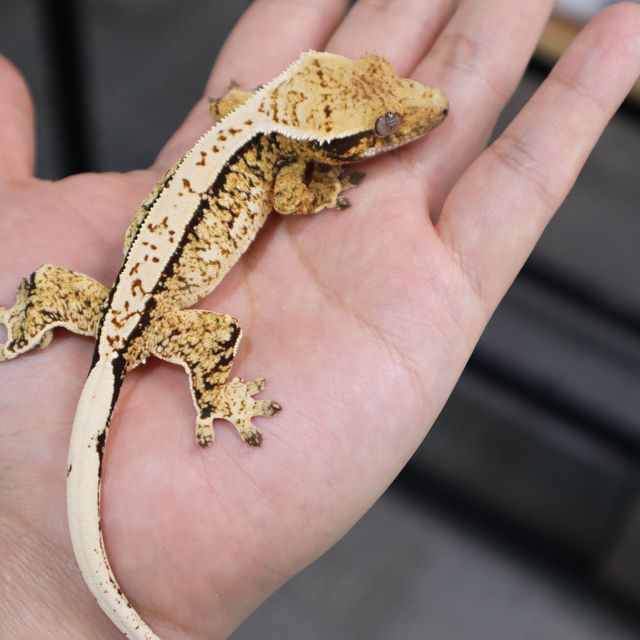 트라이 익스트림할리퀸 드리피 화이트스팟 노멀