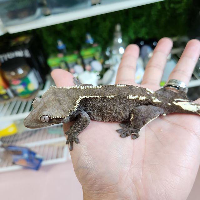 아잔틱