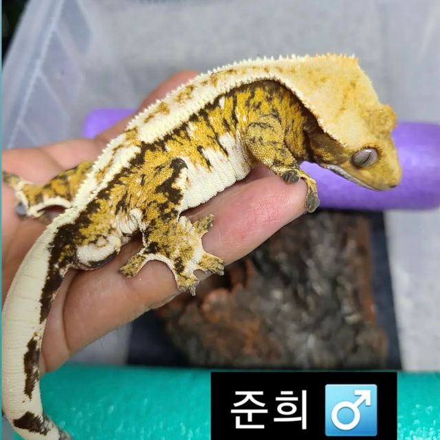 트라이 익스트림할리퀸