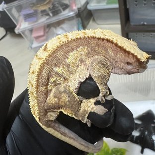 레드 트라이 익스트림할리퀸