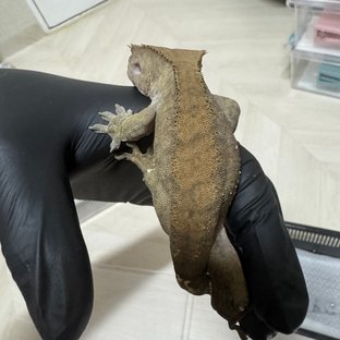 카푸치노 다크 팬텀