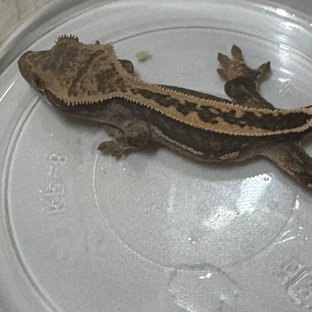 슈퍼스트라이프 엠티백