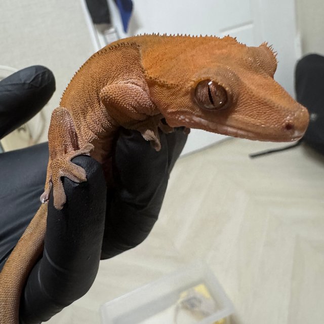 팬텀 레드 카푸치노