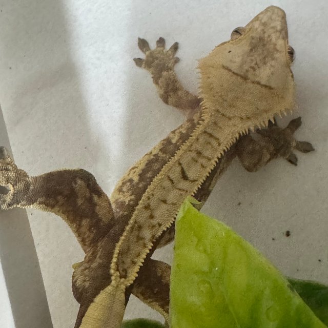 레드 트라이 익스트림할리퀸