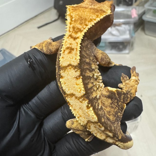 트라이 익스트림할리퀸 텐저린