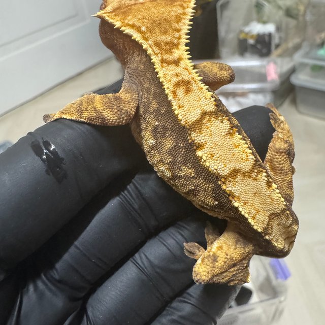 트라이 익스트림할리퀸 텐저린