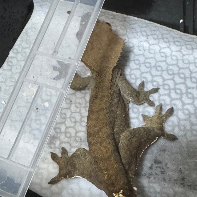 카푸치노 다크 팬텀