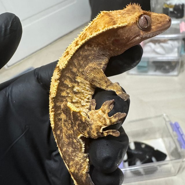 트라이 익스트림할리퀸 텐저린