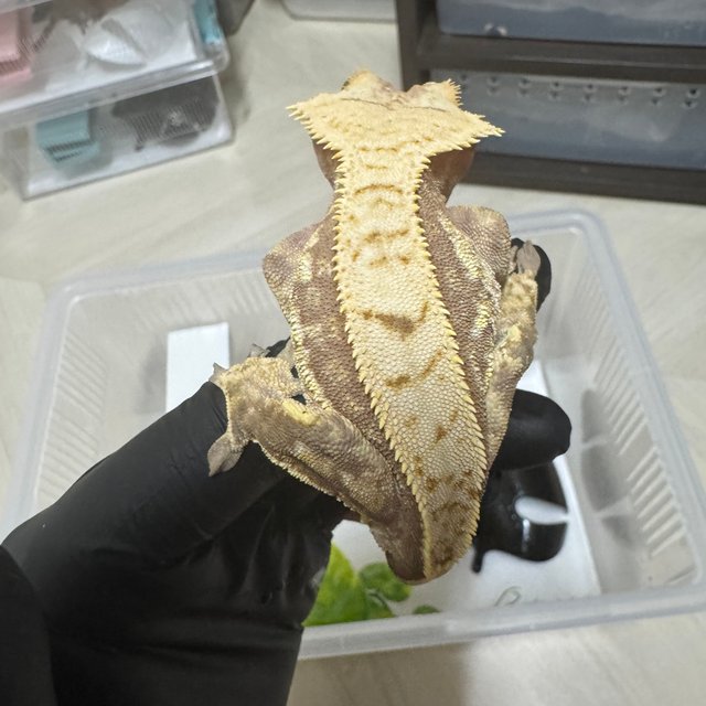 레드 트라이 익스트림할리퀸