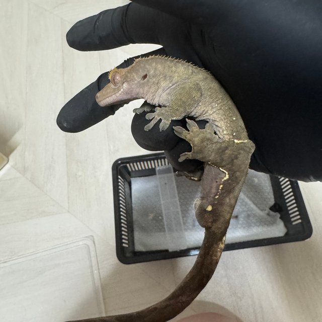 카푸치노 다크 팬텀