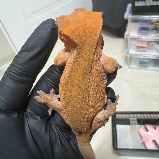 팬텀 레드 카푸치노