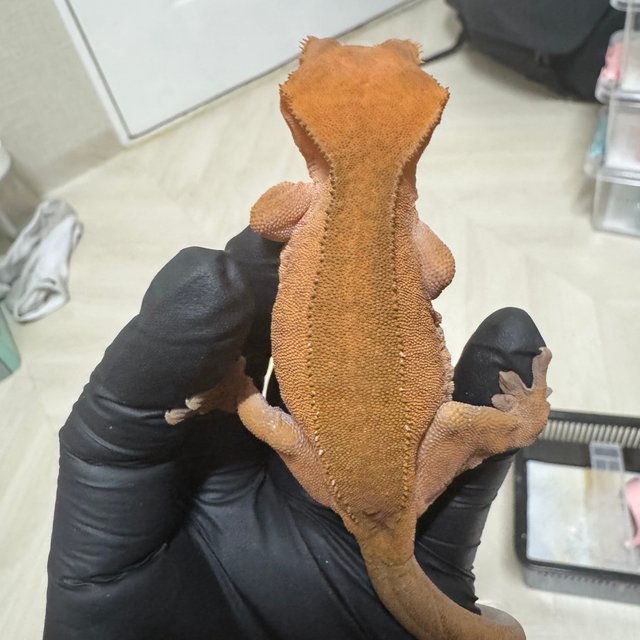 팬텀 레드 카푸치노