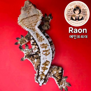 라온