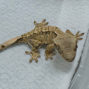 랄랄