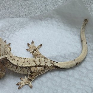 라라