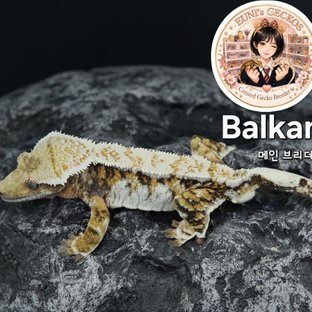발칸