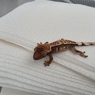 꾸꾸