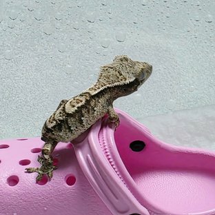 로아